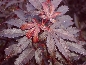 Klon palmowy (Acer palmatum) Skeeter